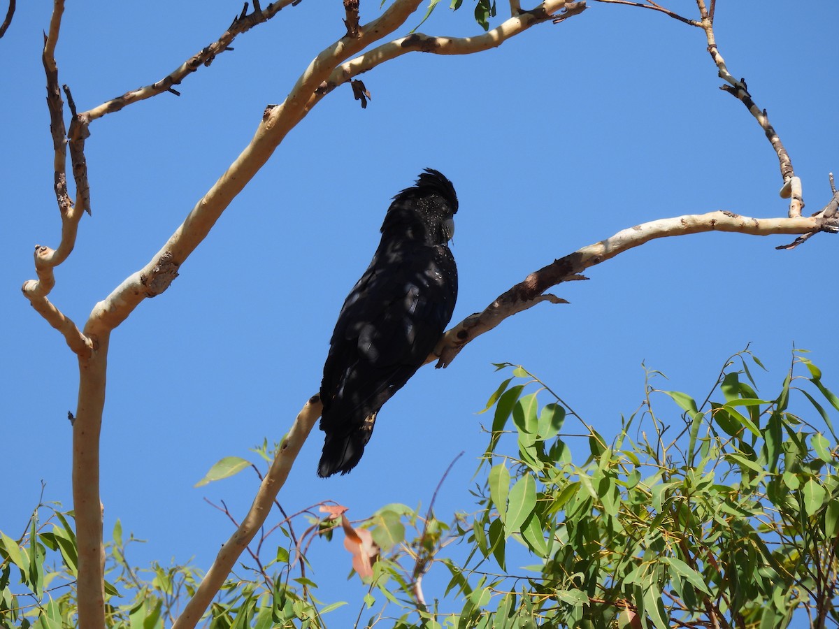 Red-tailed Black-Cockatoo - ML642005898