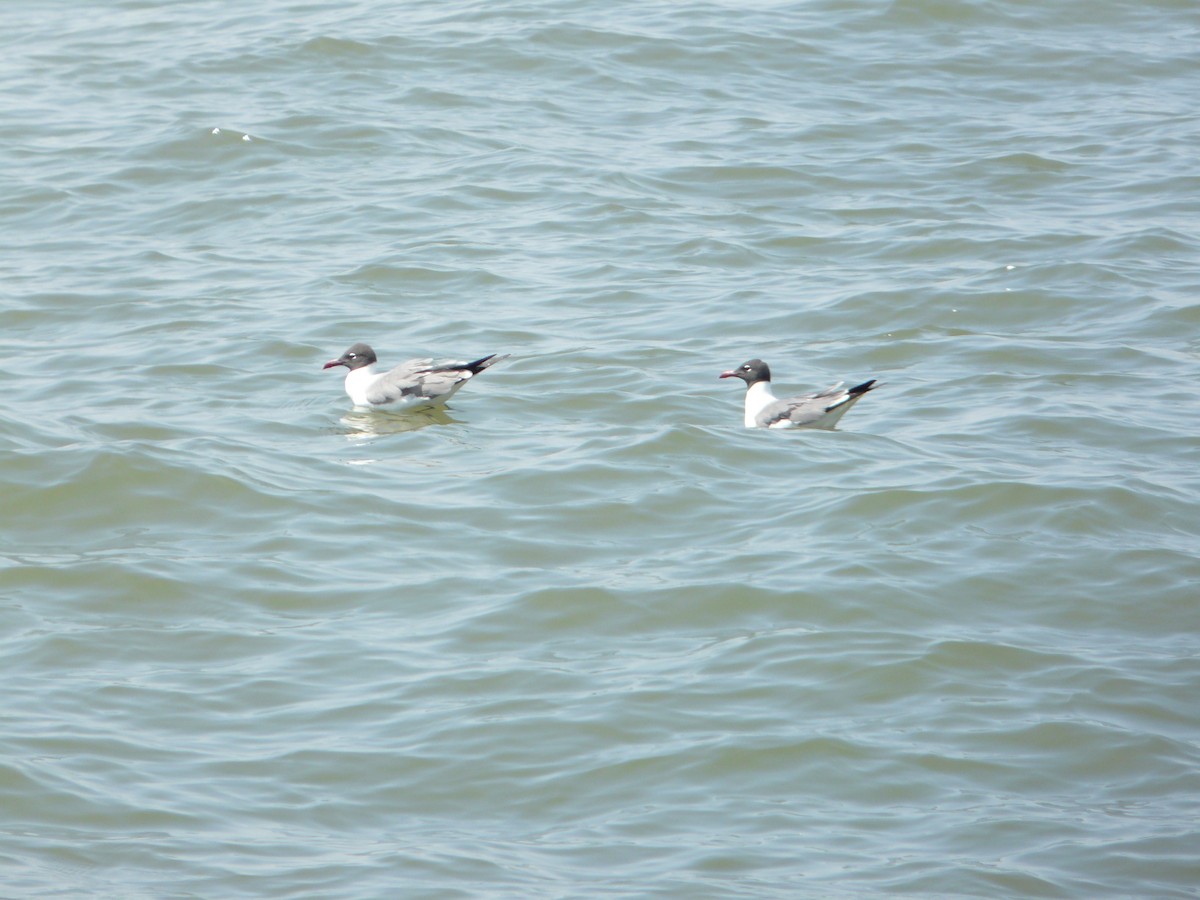 Laughing Gull - ML642005901