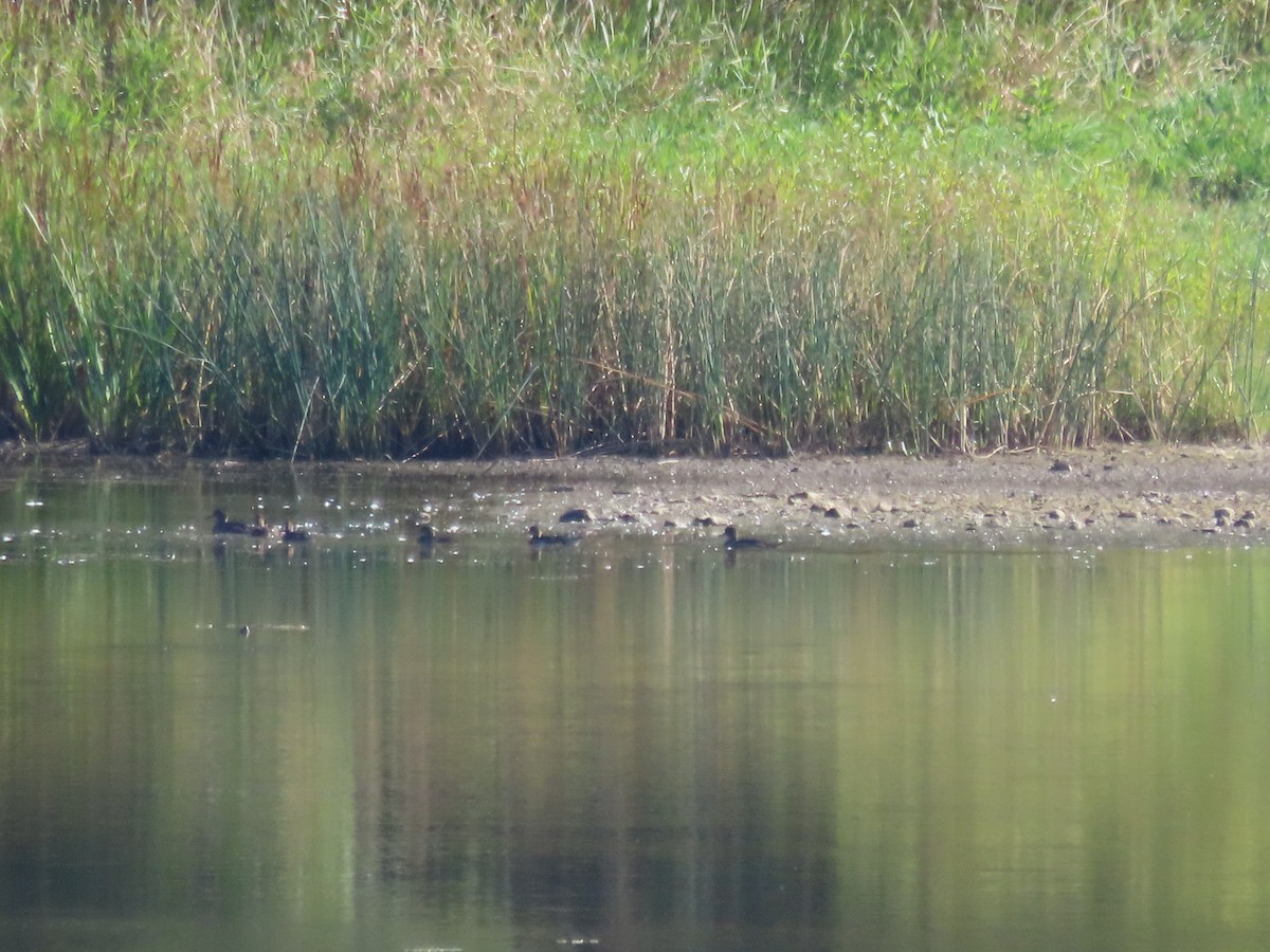 Hooded Merganser - ML642005906