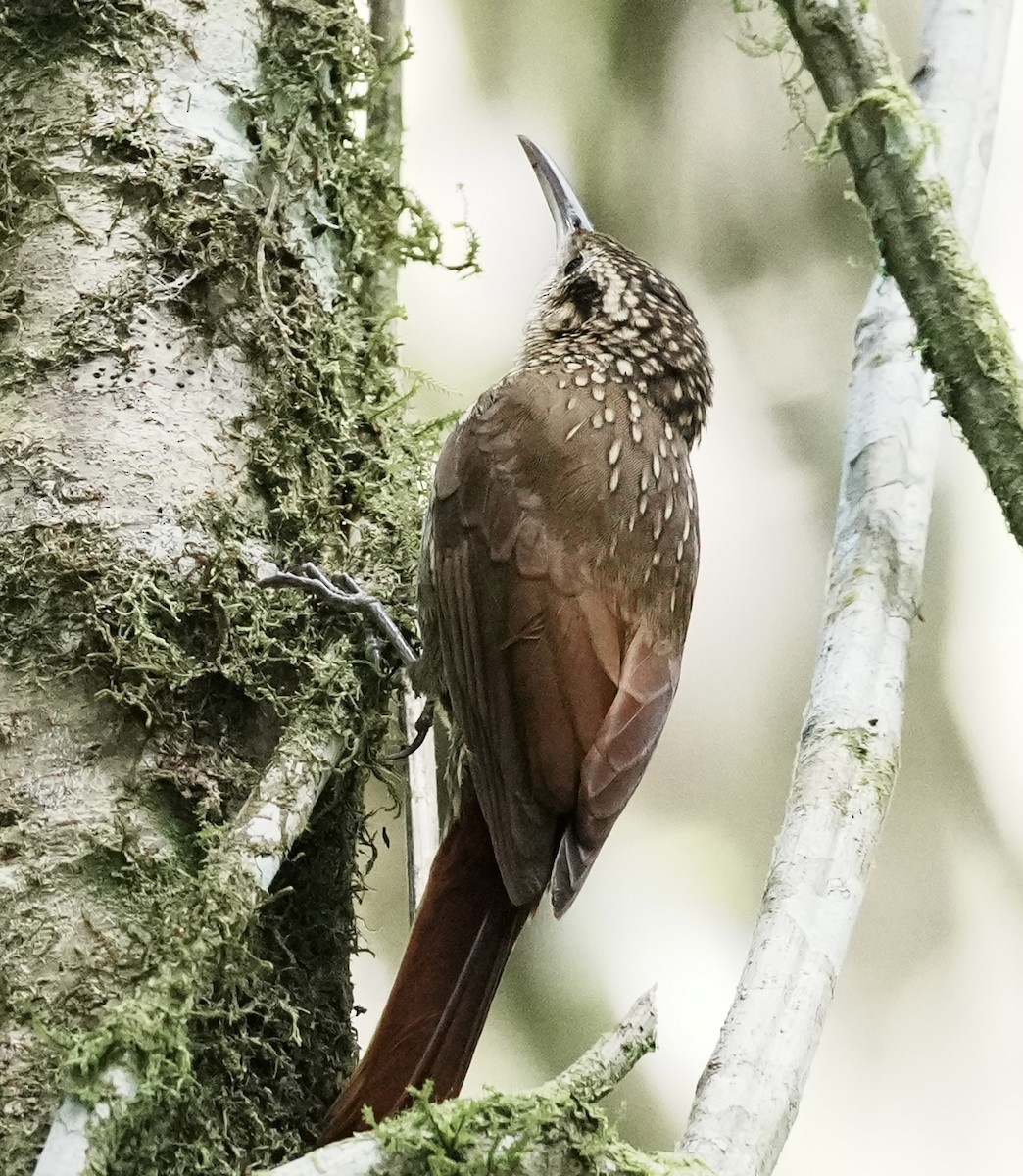 Plain-winged Woodcreeper (Plain-winged) - ML642005907