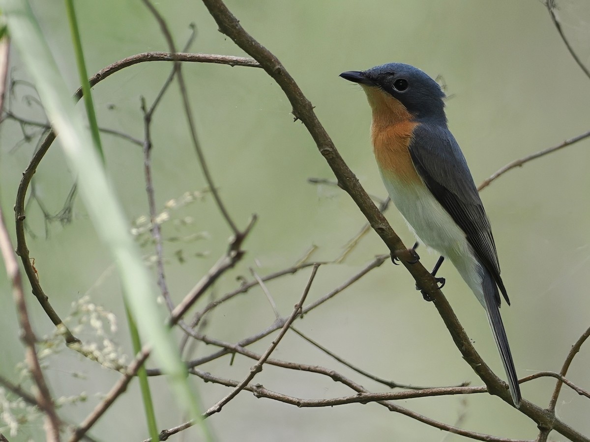 Leaden Flycatcher - ML642005908