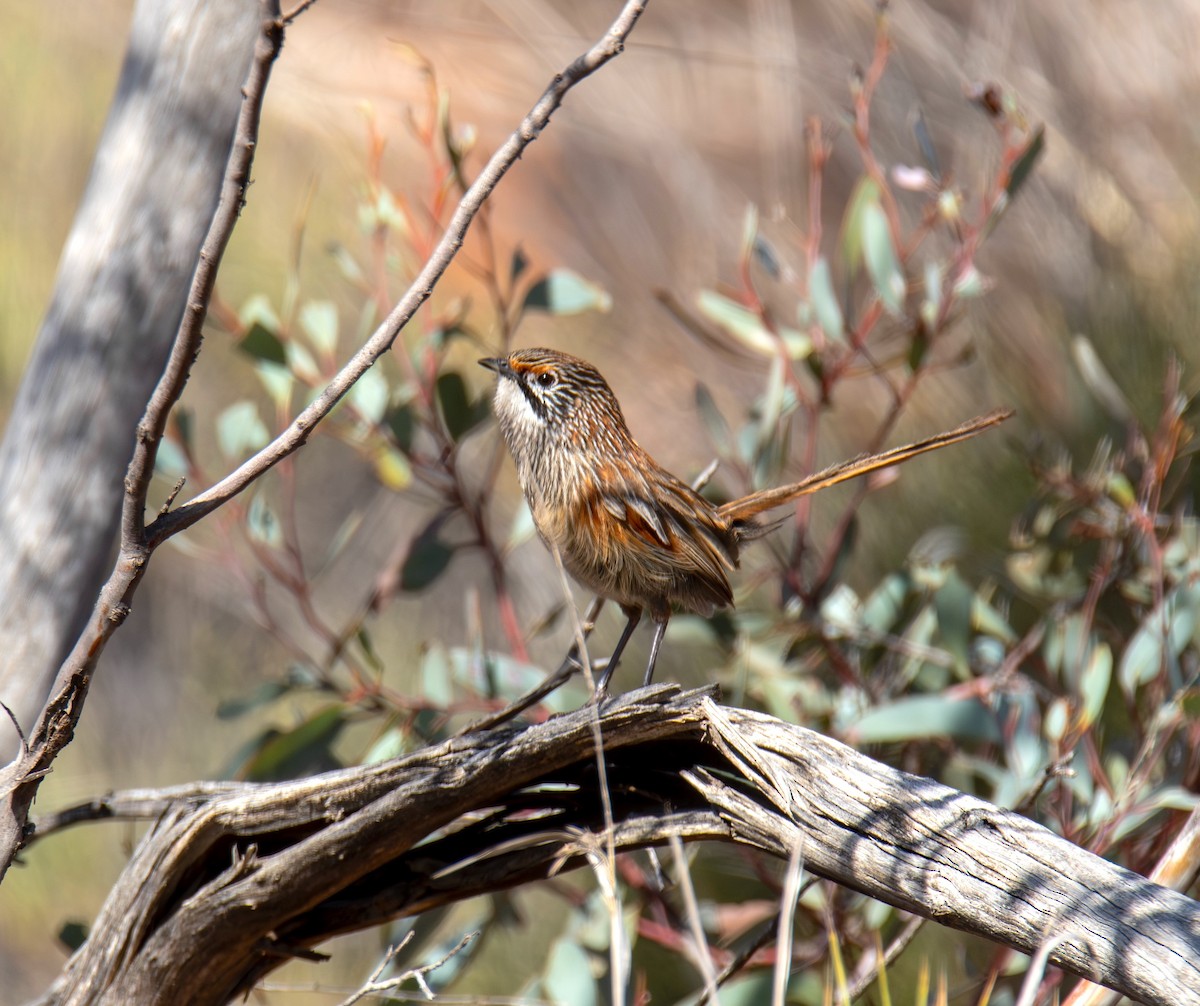 Striated Grasswren - ML642005910