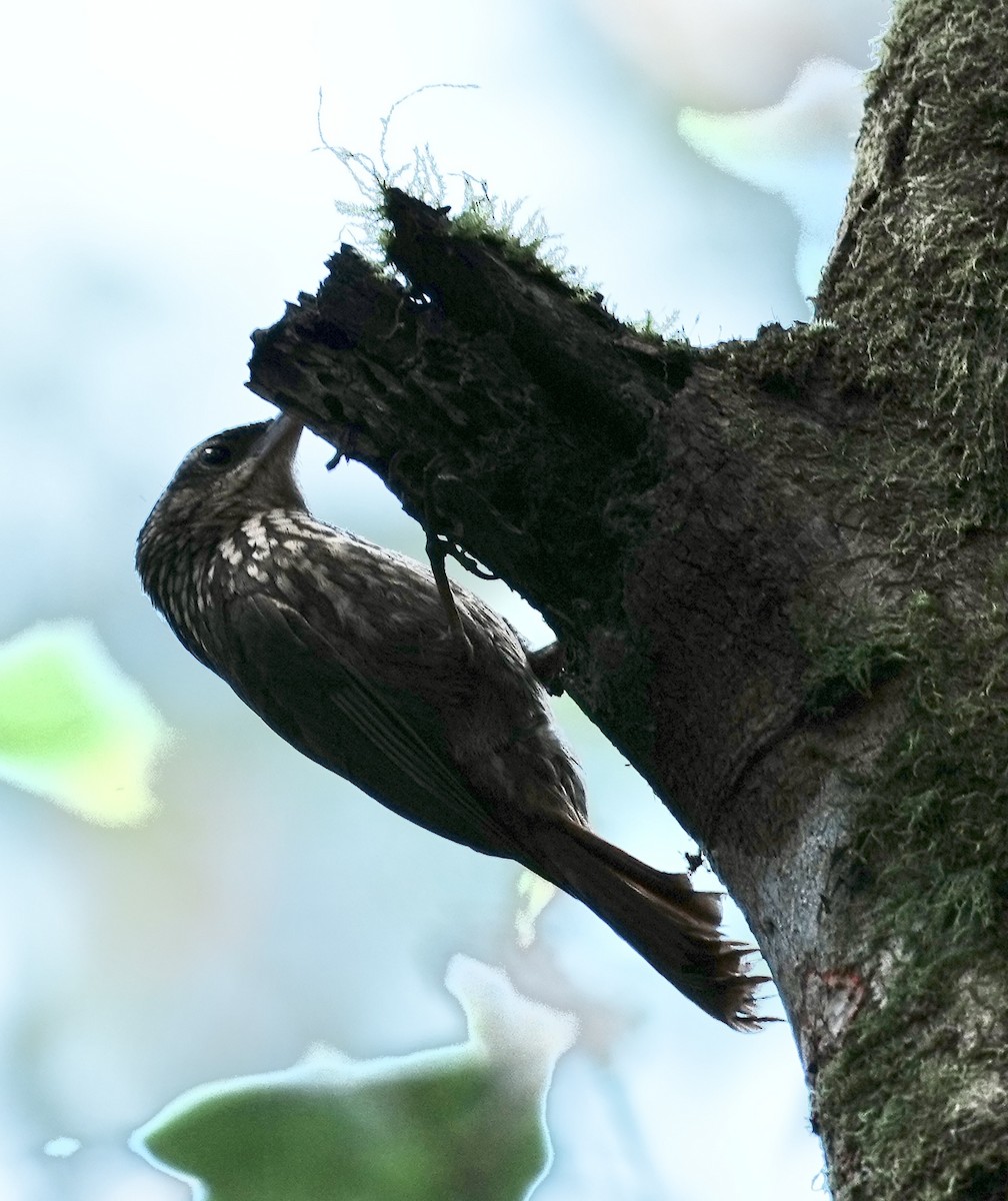 Planalto Woodcreeper - ML642005911