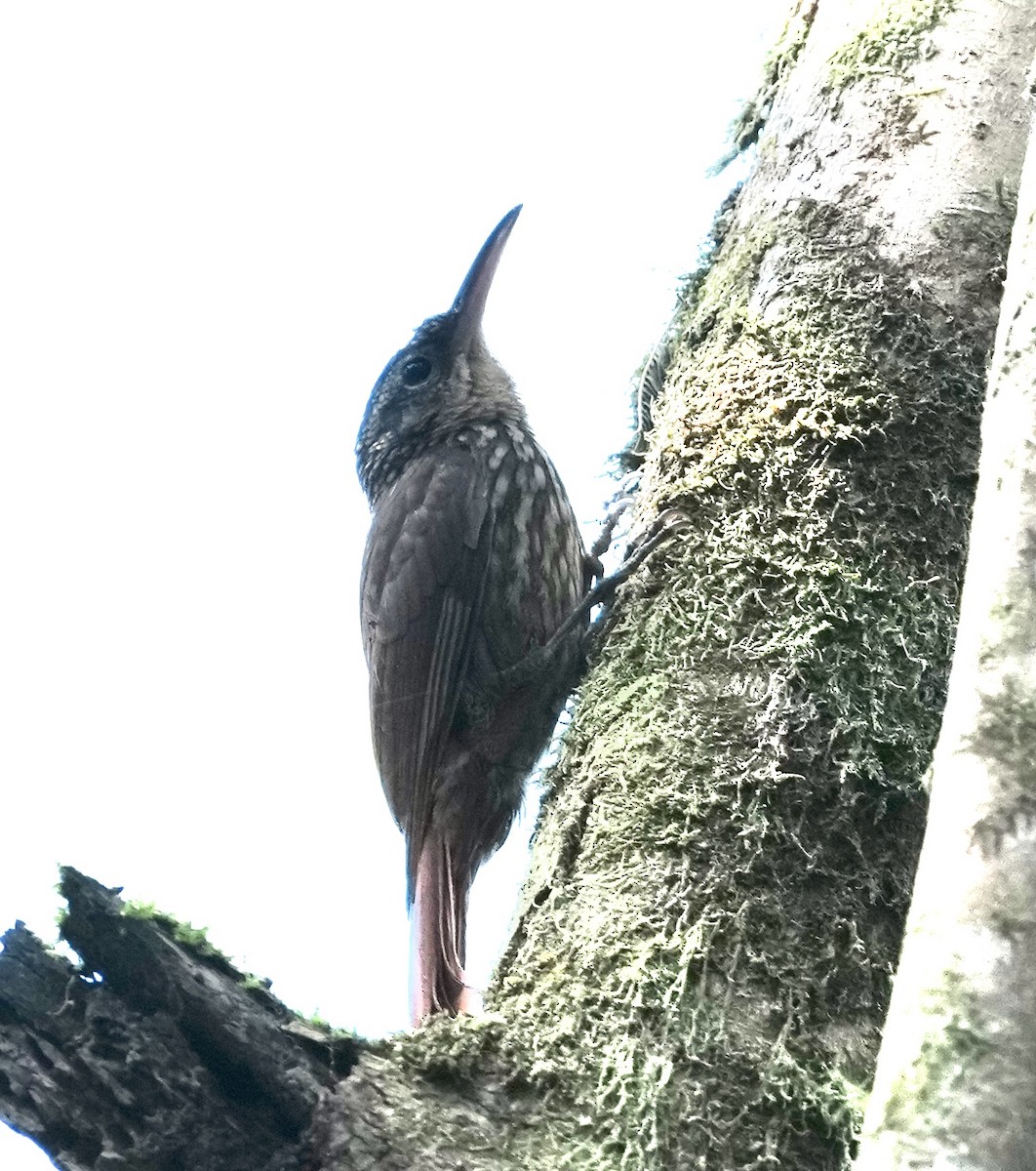 Planalto Woodcreeper - ML642005912