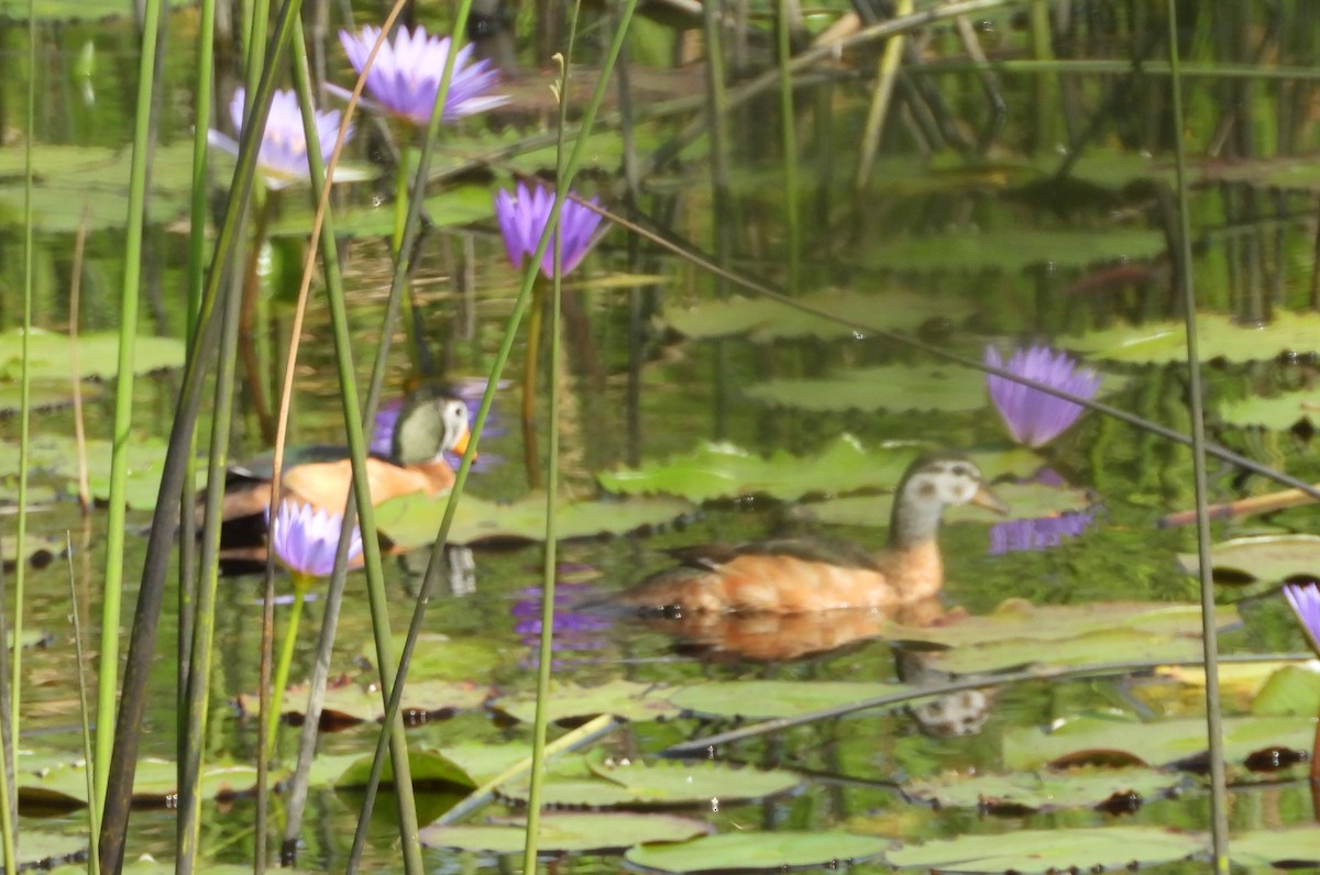 African Pygmy-Goose - ML642005913
