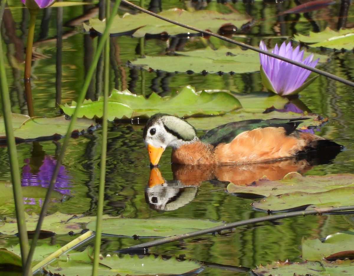 African Pygmy-Goose - ML642005914