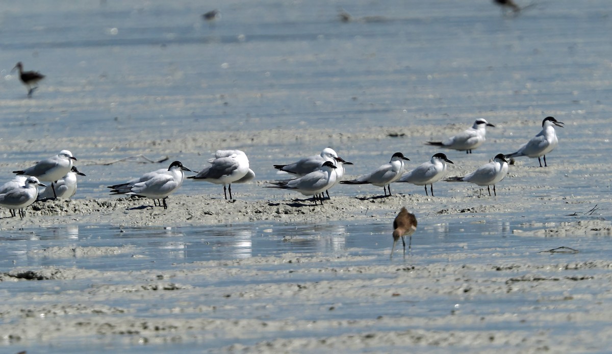 Australian Tern - ML642005915