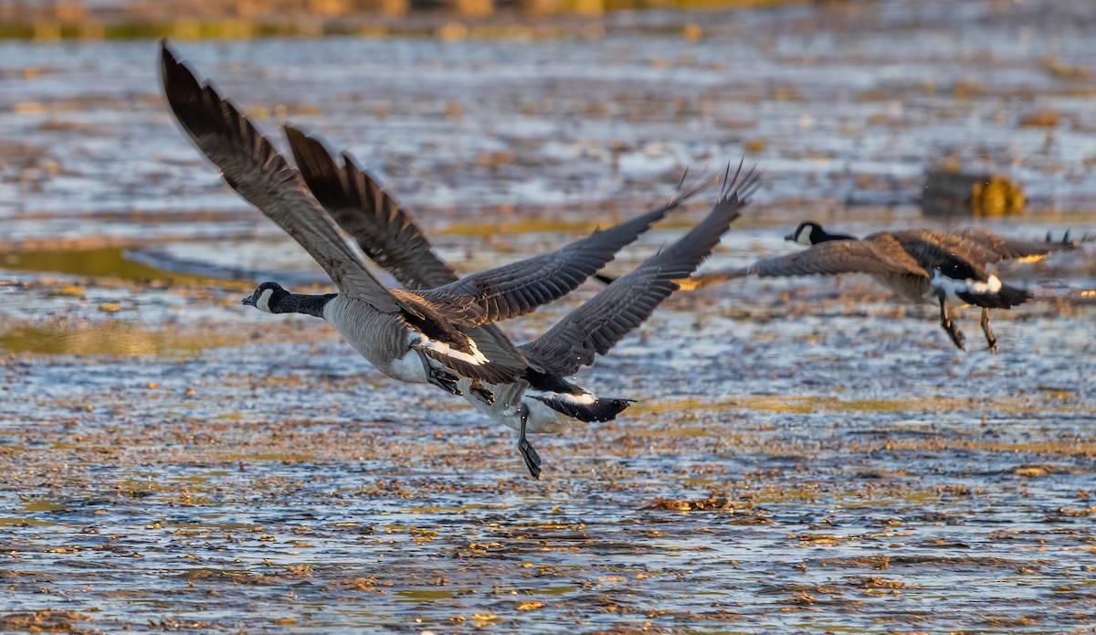 Canada Goose - ML642005916