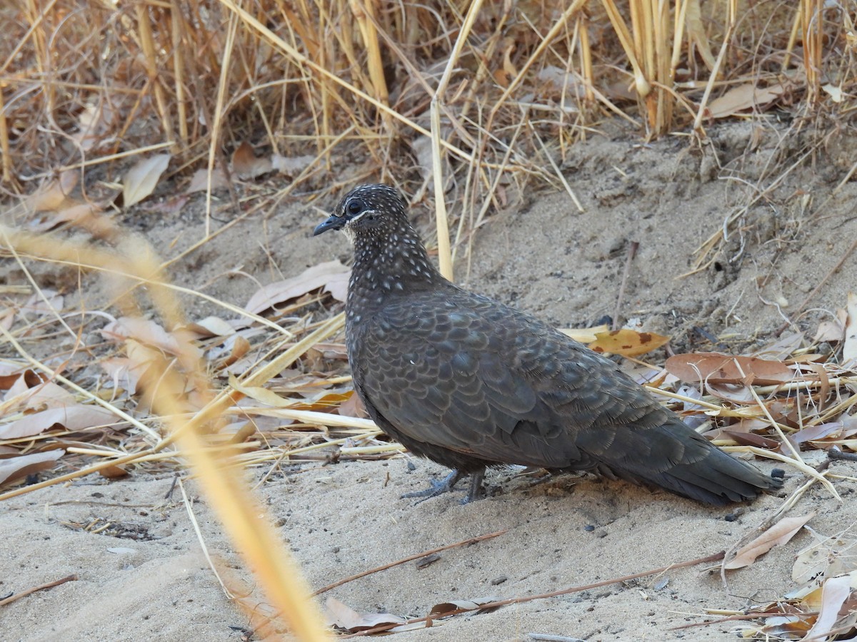 Chestnut-quilled Rock-Pigeon - ML642005917