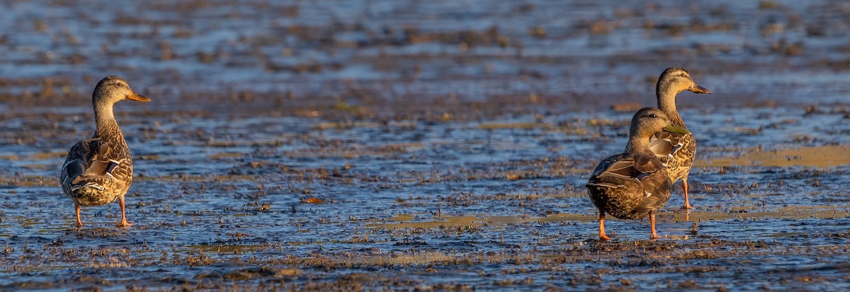 Mallard - ML642005918