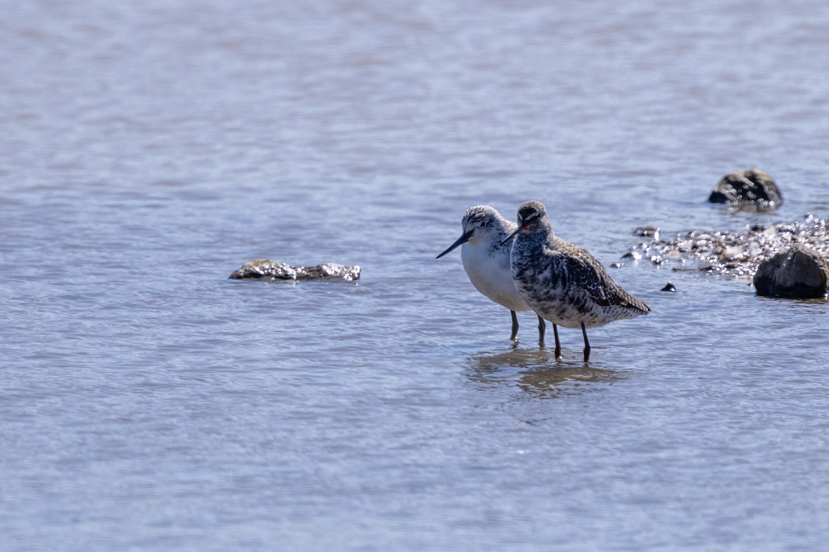 Spotted Redshank - ML642005919