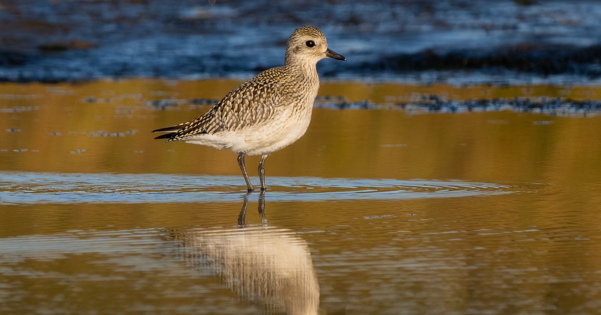American Golden-Plover - ML642005920