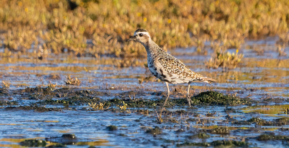 American Golden-Plover - ML642005922