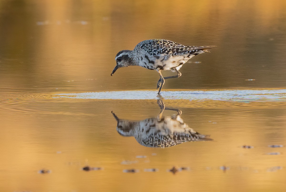 American Golden-Plover - ML642005923