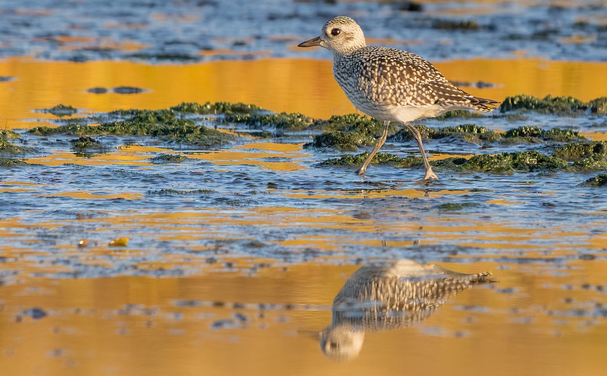 American Golden-Plover - ML642005924