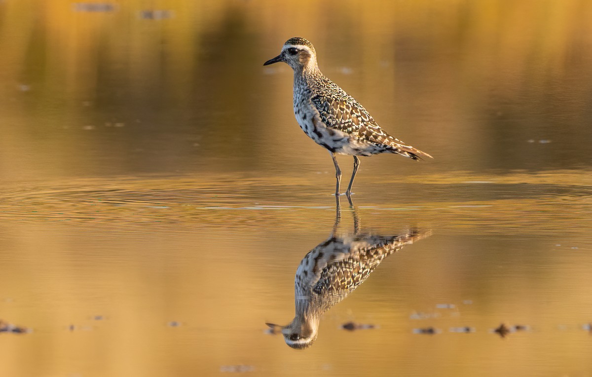 American Golden-Plover - ML642005926