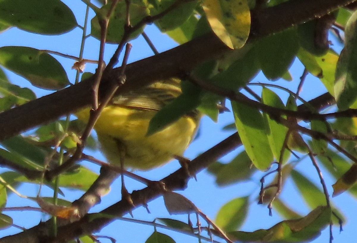 passerine sp. - ML642005930