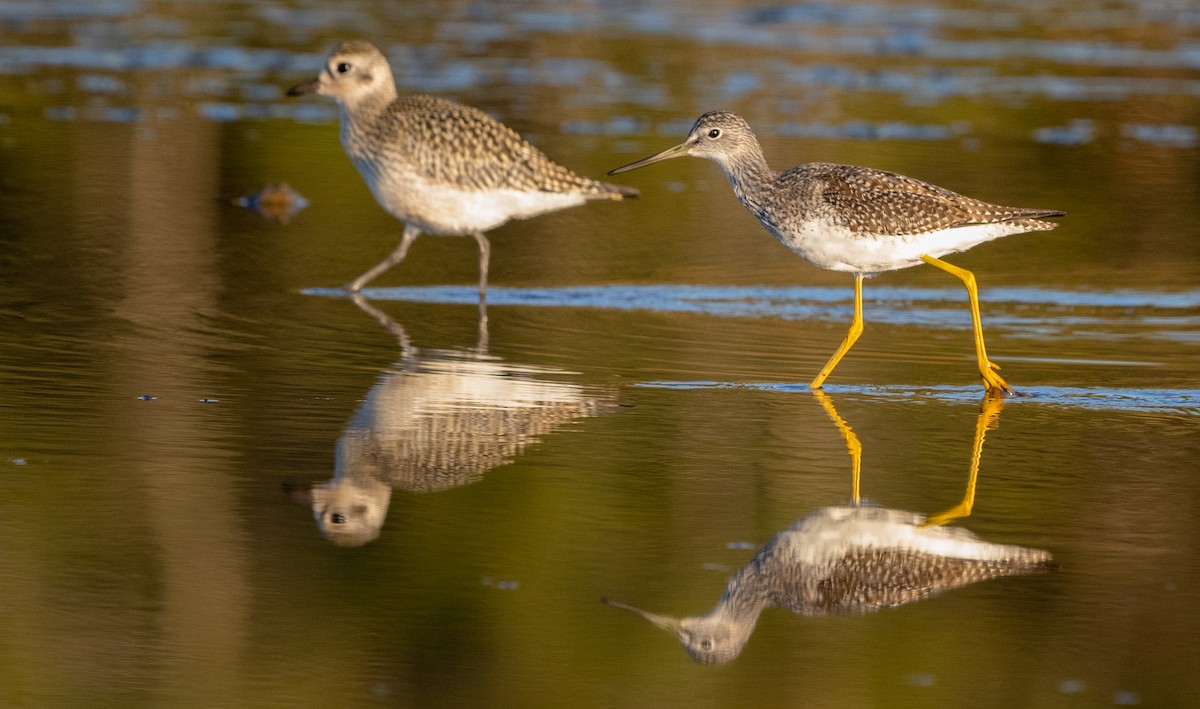 plystresnipe - ML642005931
