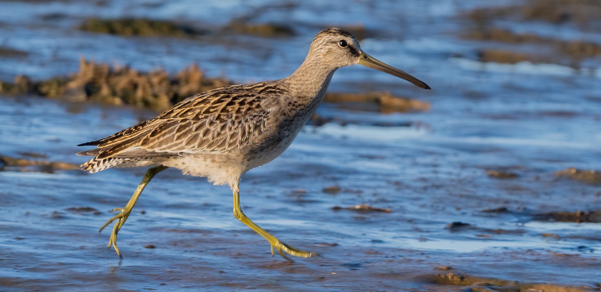 kortnebbekkasinsnipe - ML642005934