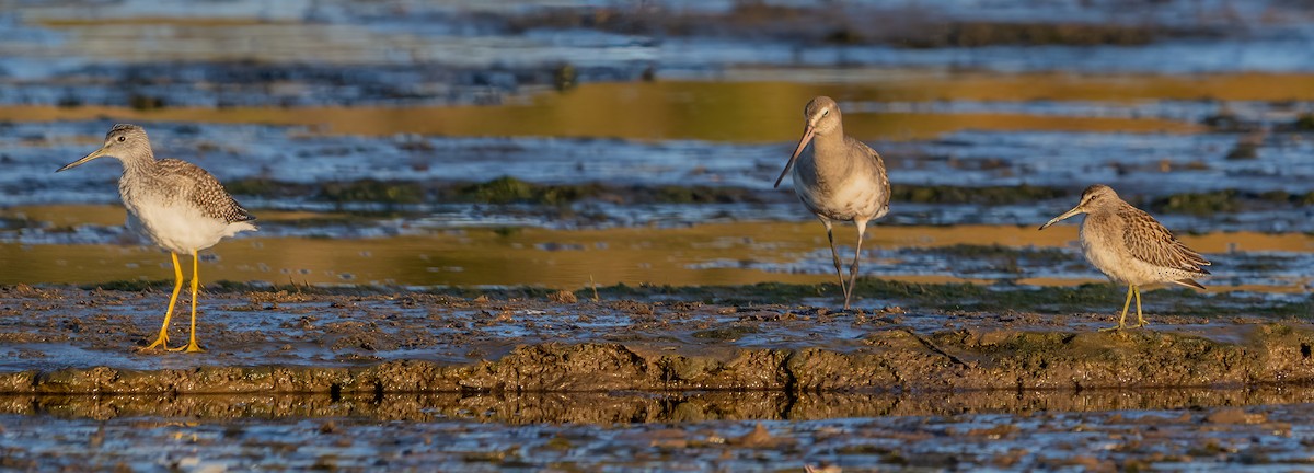kortnebbekkasinsnipe - ML642005935
