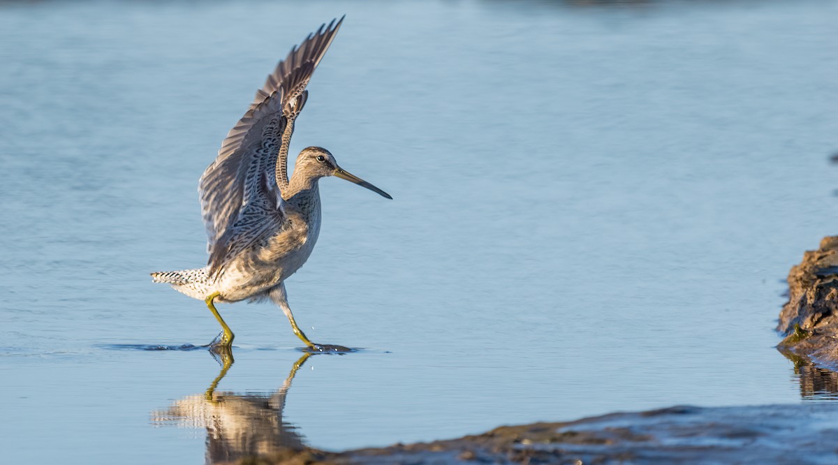kortnebbekkasinsnipe - ML642005936