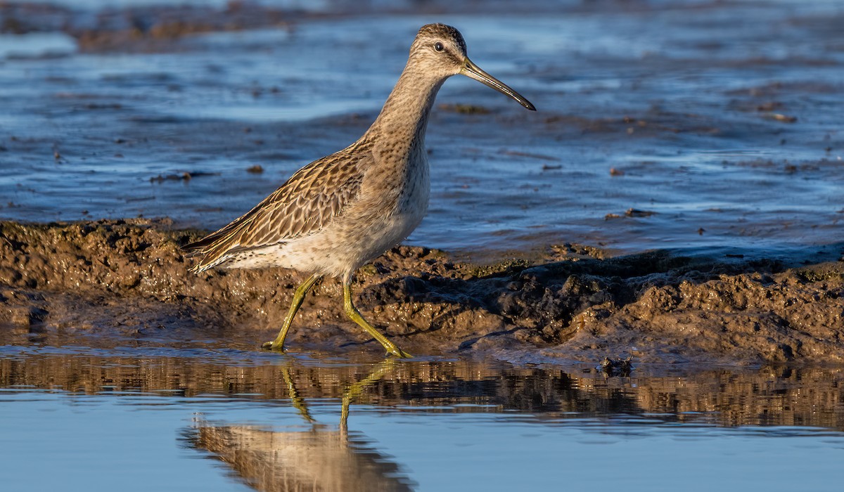 kortnebbekkasinsnipe - ML642005937