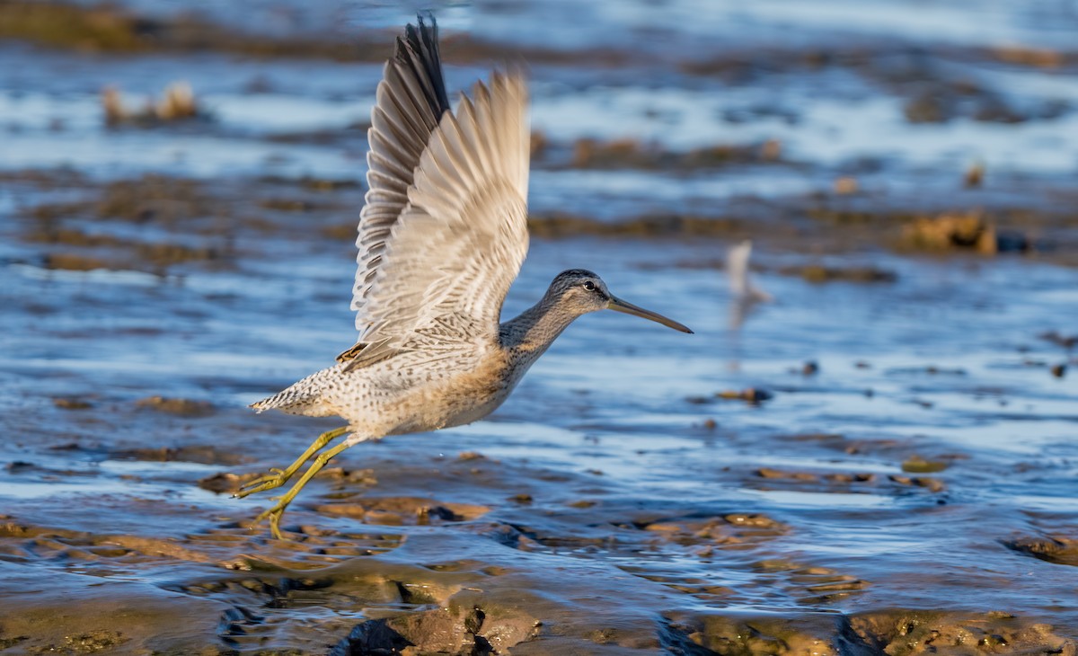 kortnebbekkasinsnipe - ML642005938