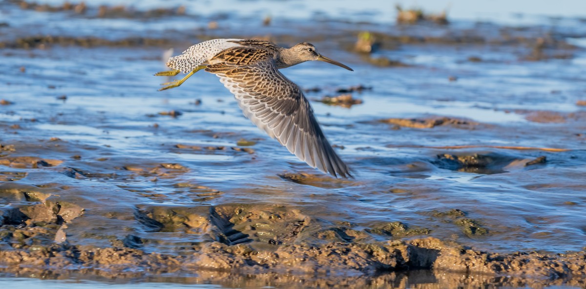 kortnebbekkasinsnipe - ML642005939