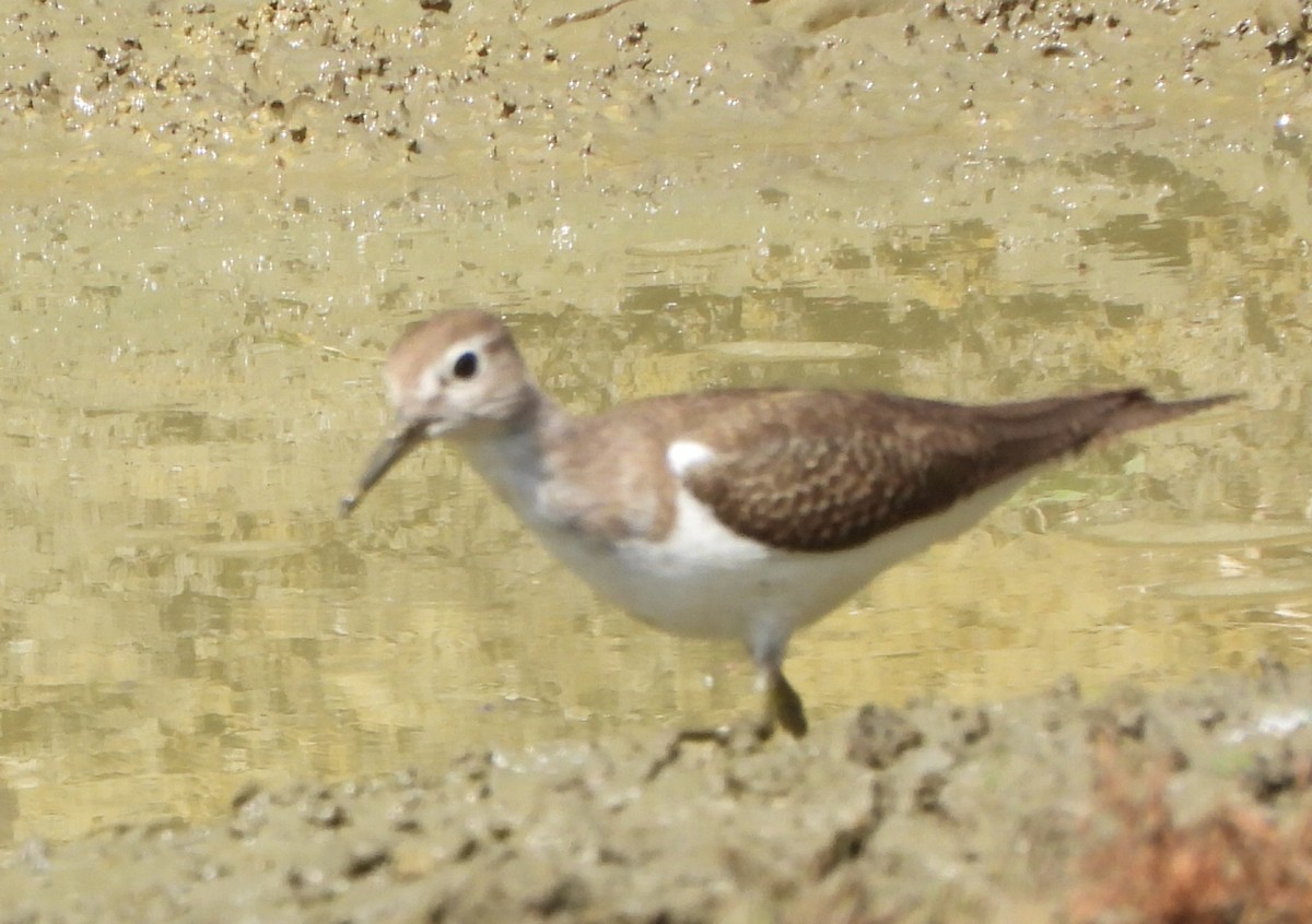 strandsnipe - ML642005948