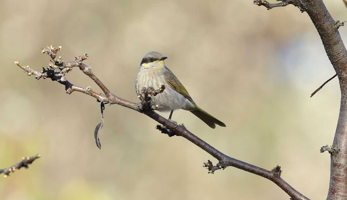 Singing Honeyeater - ML642005952