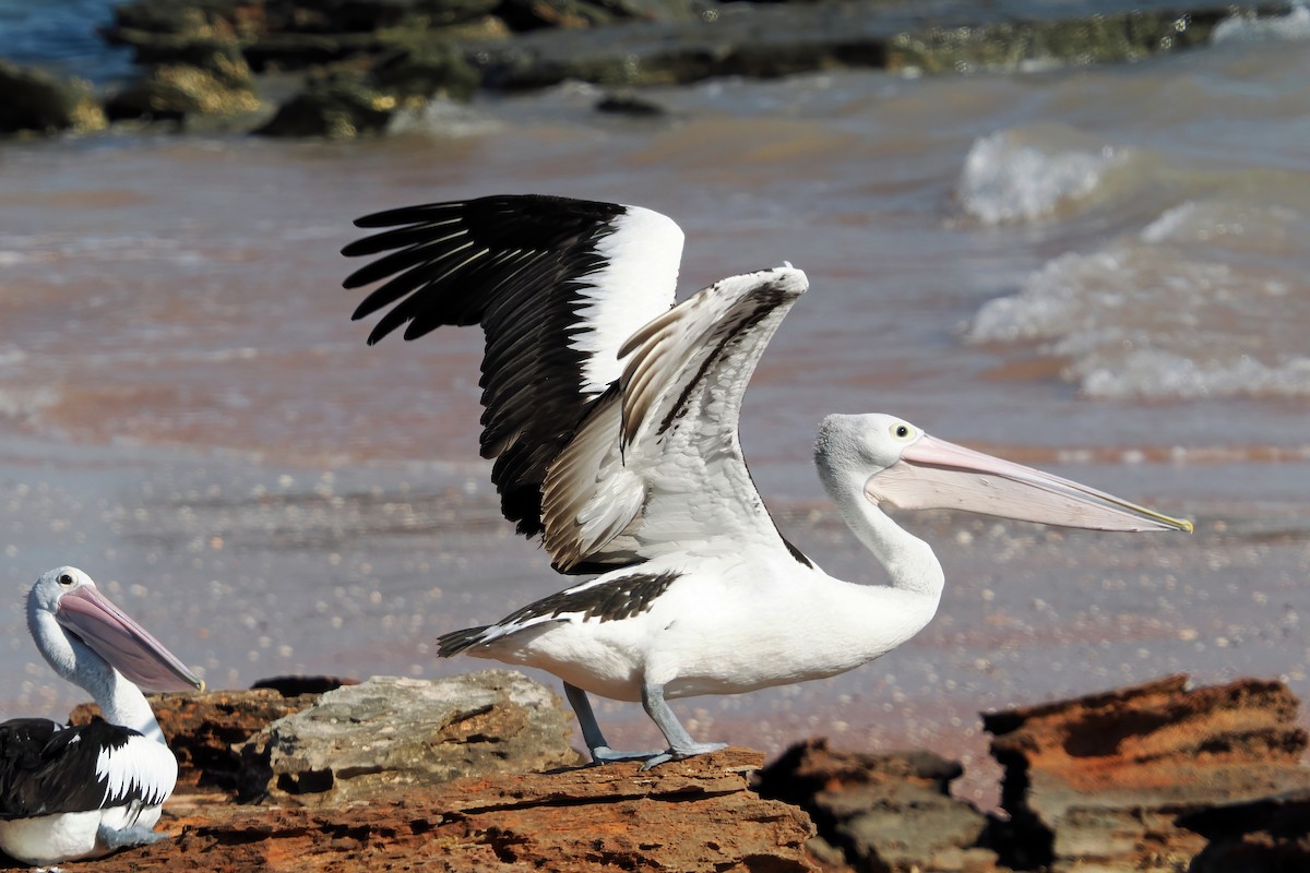 australpelikan - ML642005957