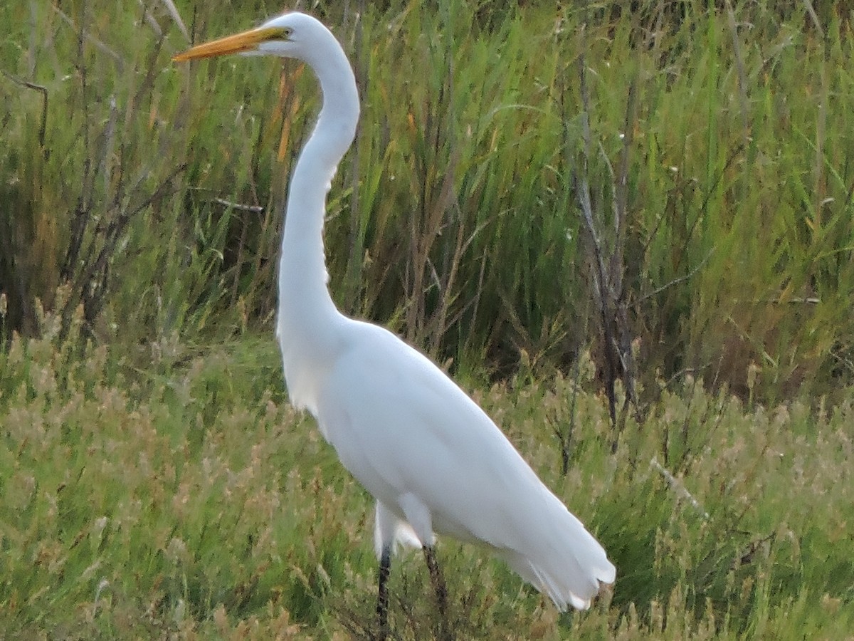 egretthegre - ML642005963