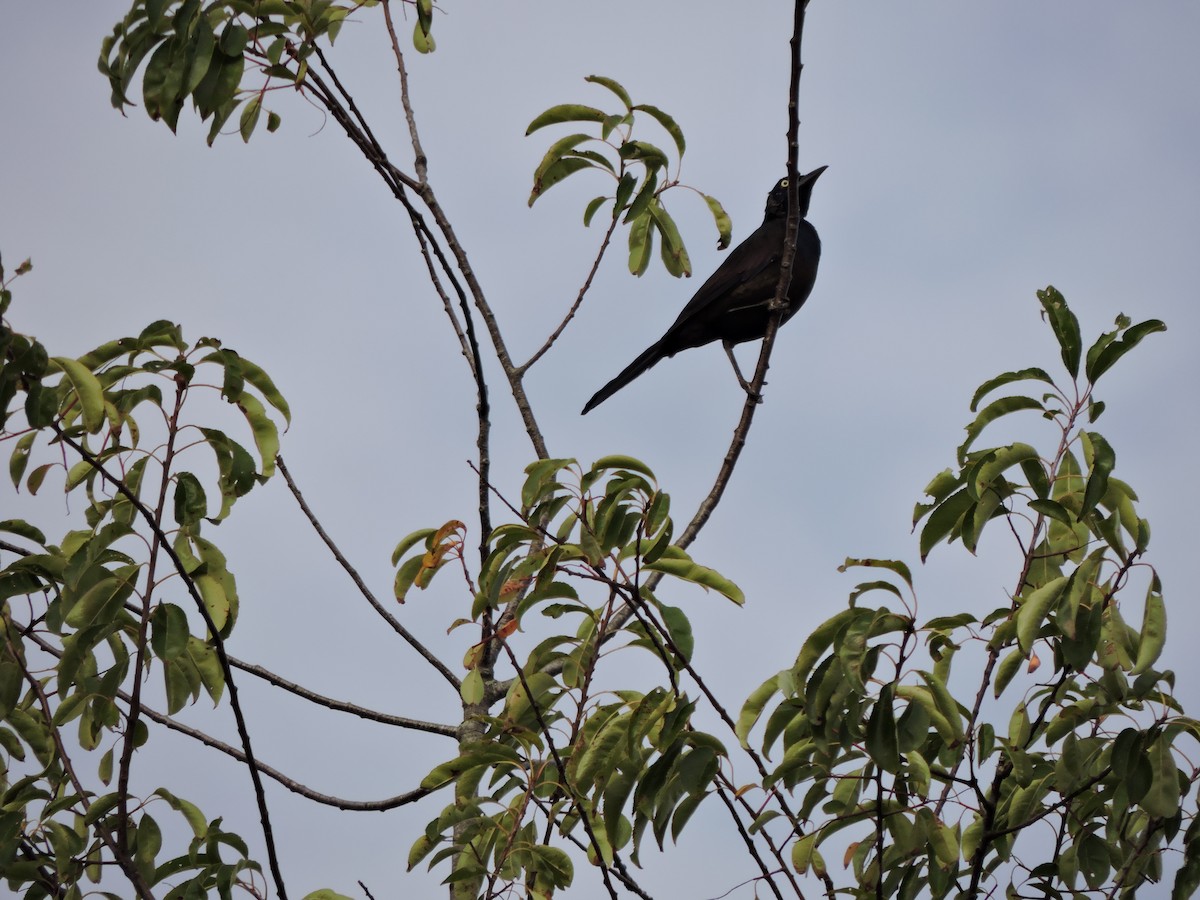 Common Grackle - ML642005965