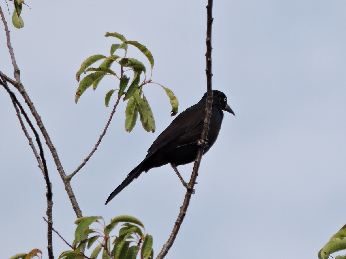 Common Grackle - ML642005966
