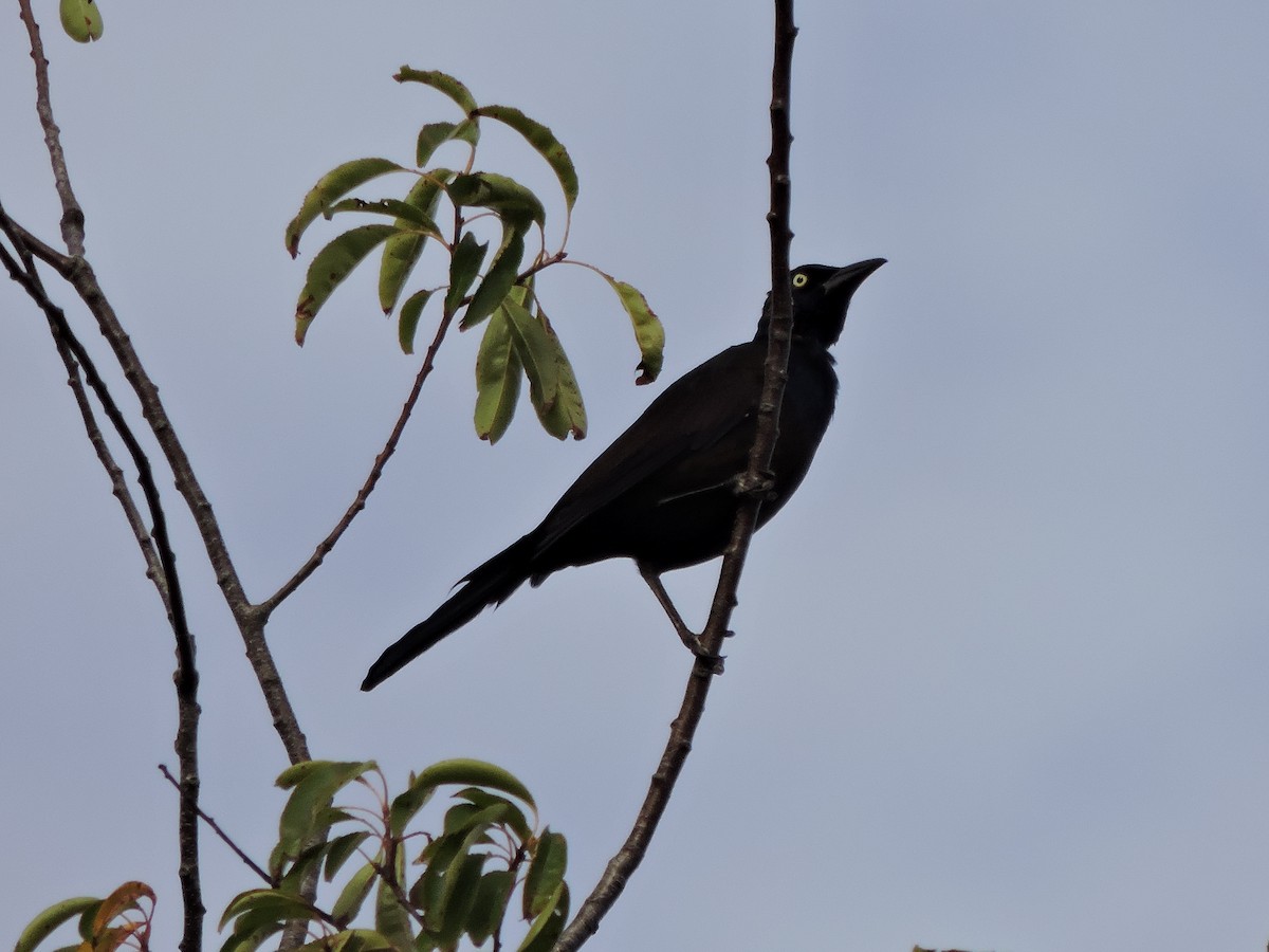 Common Grackle - ML642005967