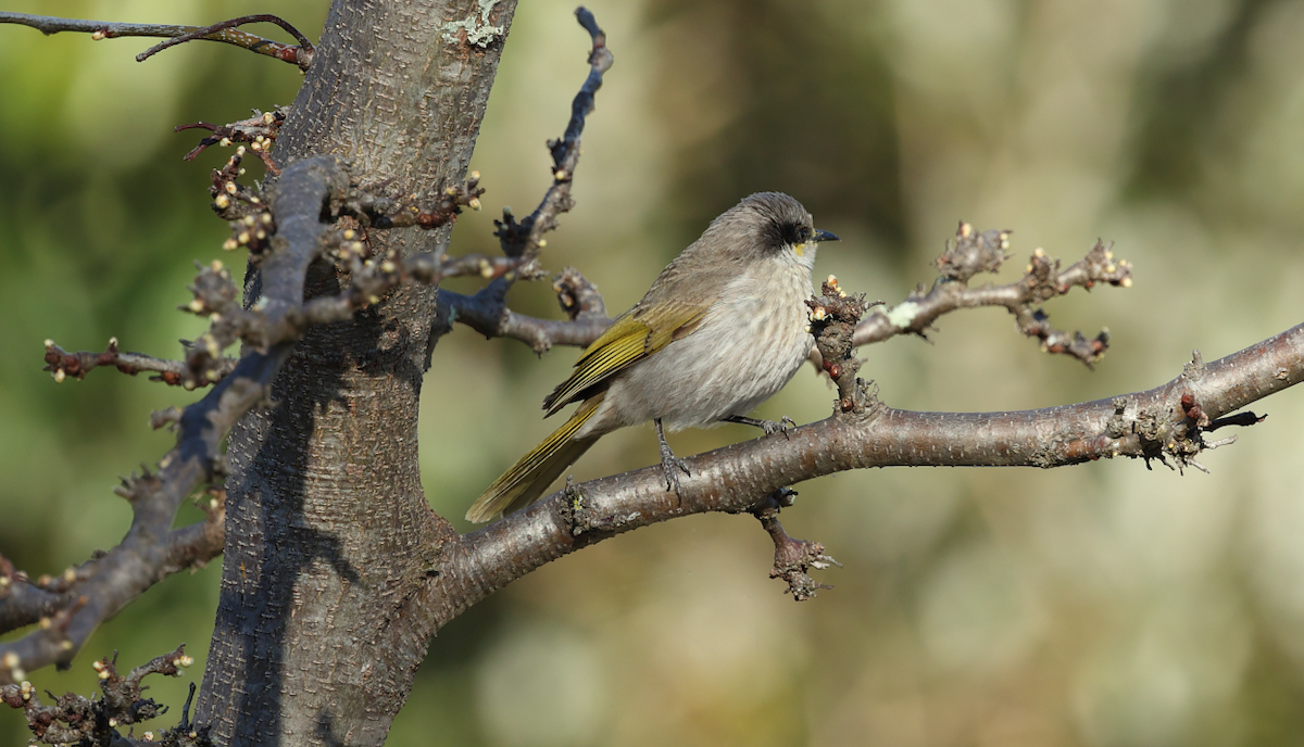Singing Honeyeater - ML642005969