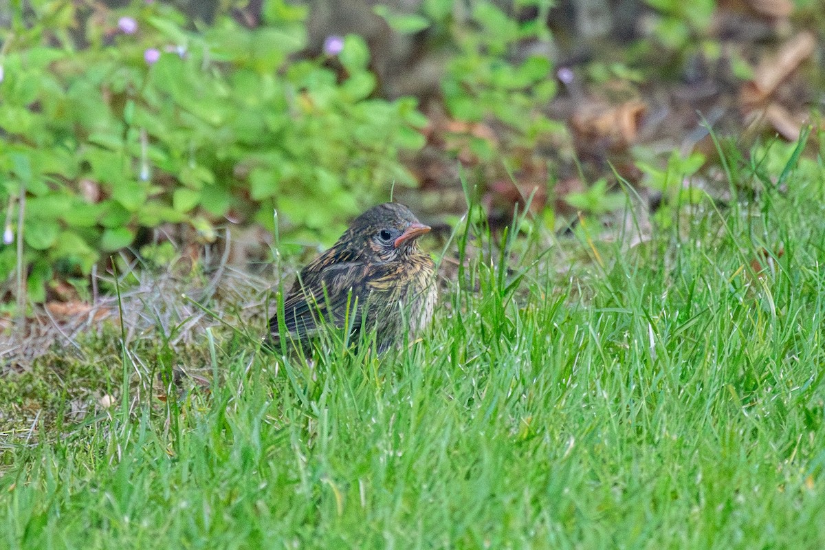 Dunnock - ML642005973
