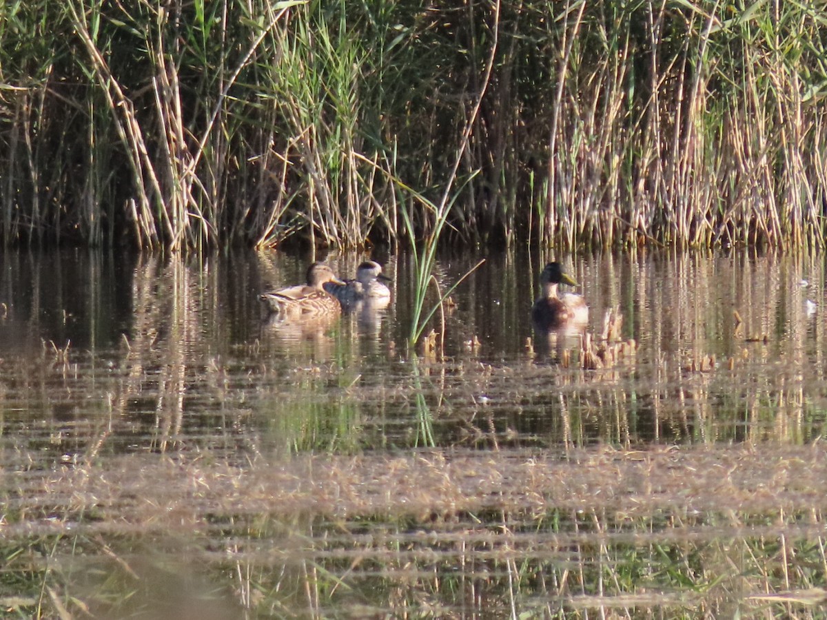 Marbled Duck - ML642005983