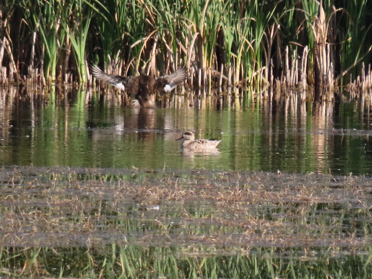 Marbled Duck - ML642005984