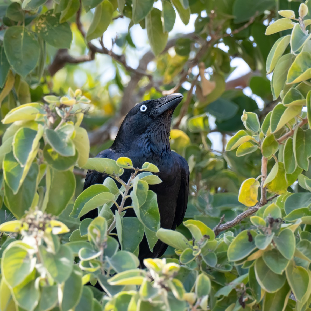 Torresian Crow - ML642005985