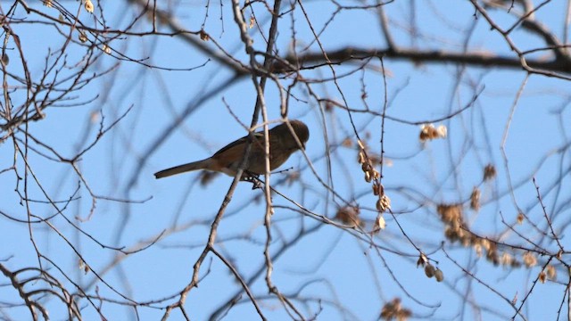 Long-tailed Rosefinch - ML642005998