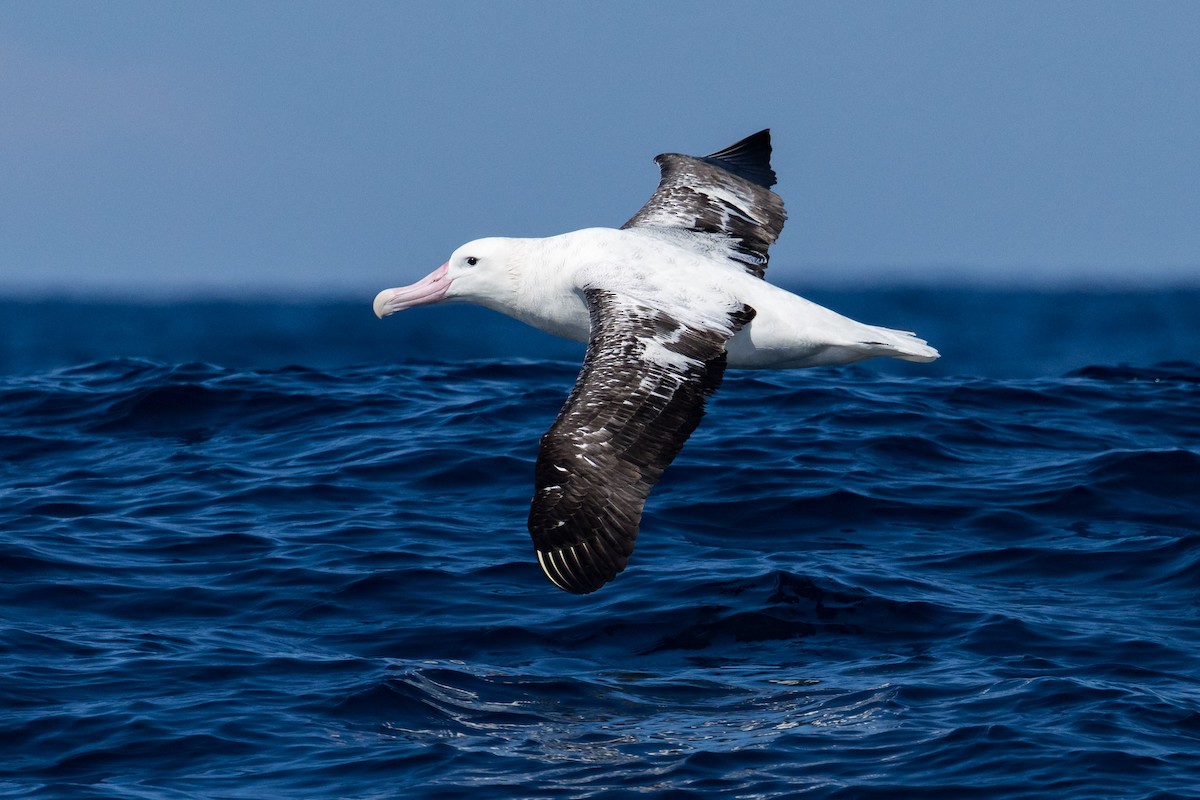 Antipodean Albatross (Gibson's) - ML642006001