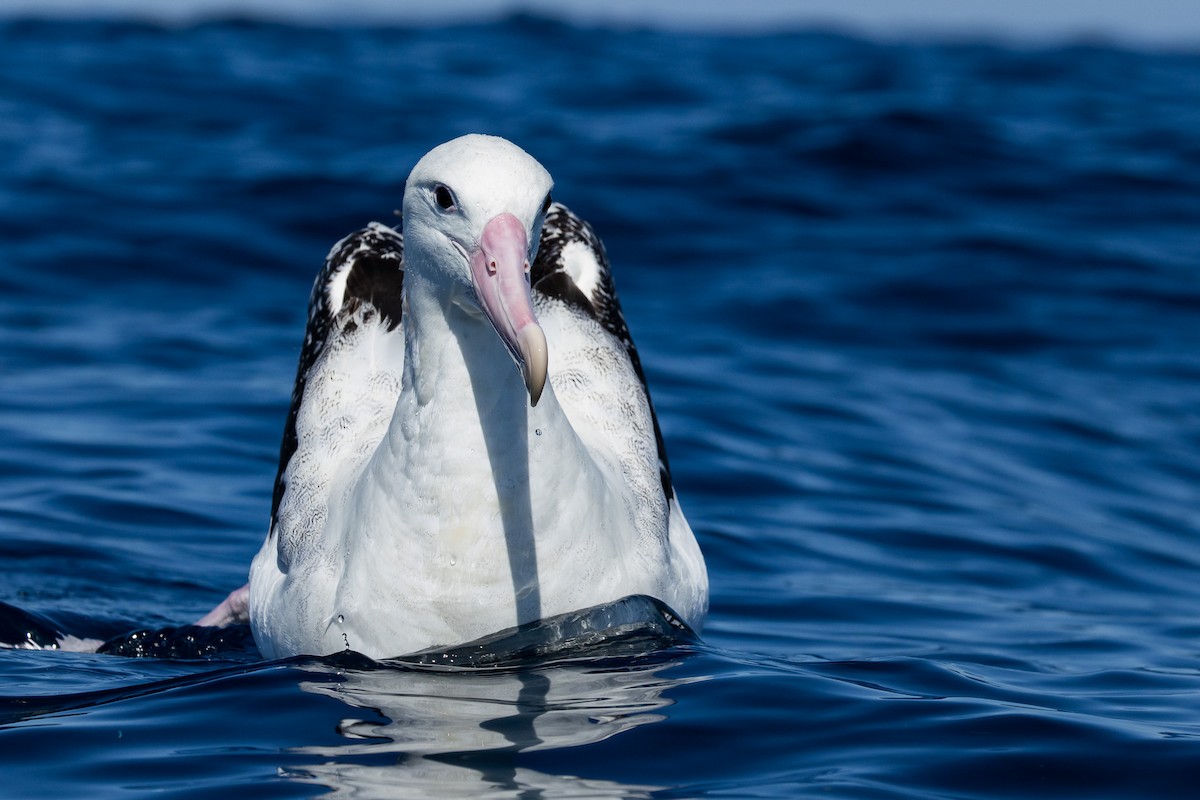 Antipodean Albatross (Gibson's) - ML642006002