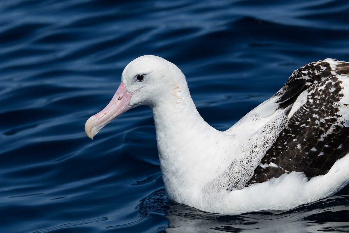 Antipodean Albatross (Gibson's) - ML642006004