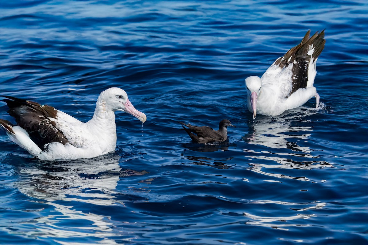Antipodean Albatross (Gibson's) - ML642006006