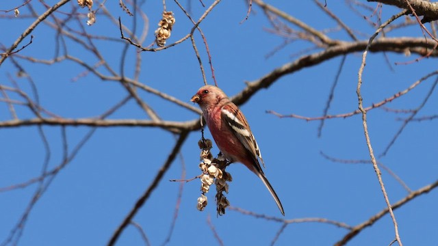 Long-tailed Rosefinch - ML642006011