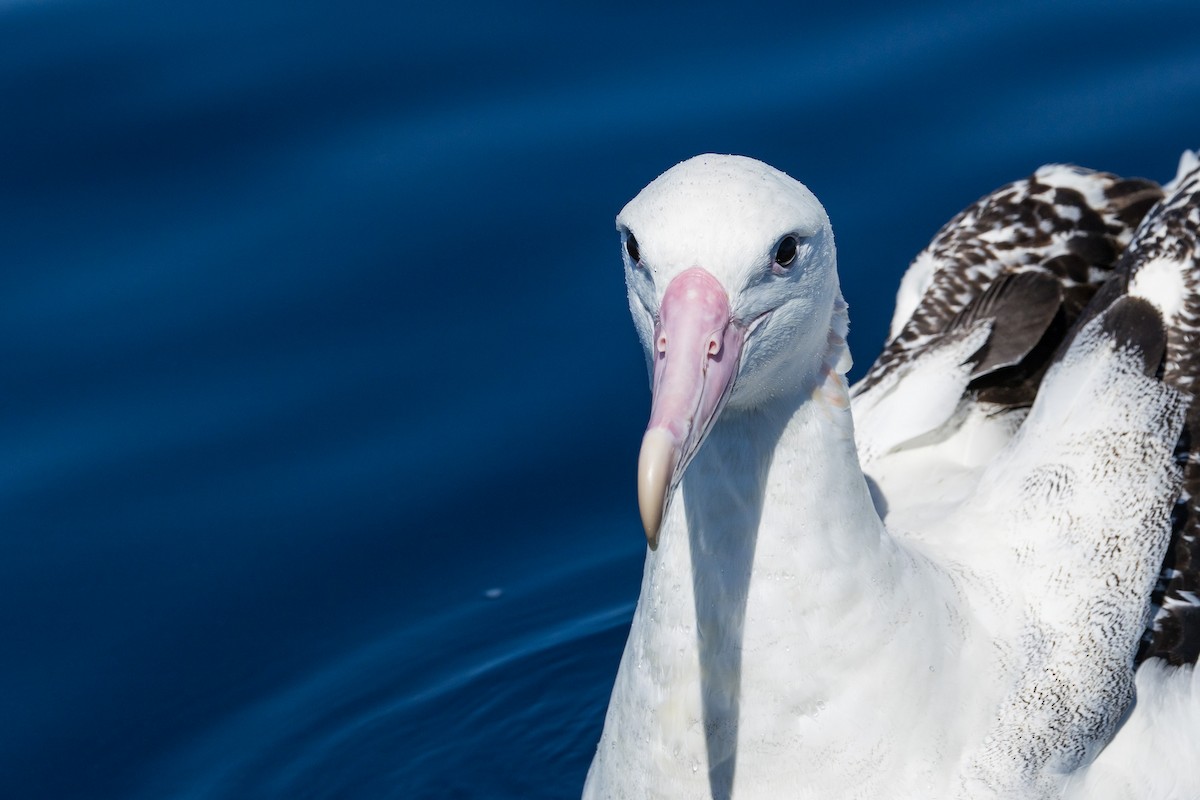 Antipodean Albatross (Gibson's) - ML642006061