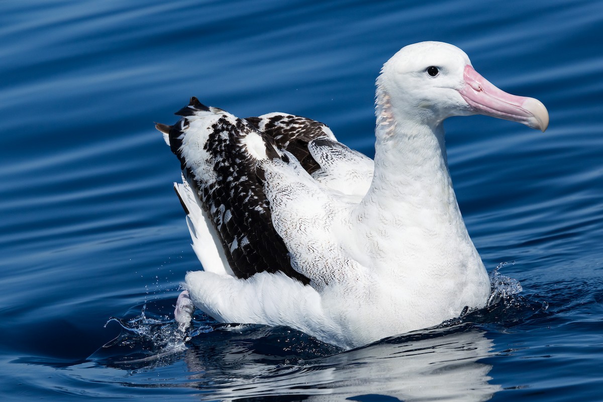Antipodean Albatross (Gibson's) - ML642006062