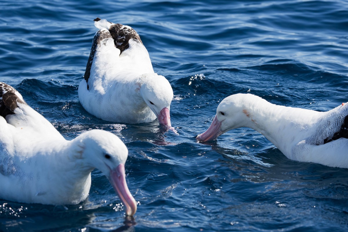 Antipodean Albatross (Gibson's) - ML642006063