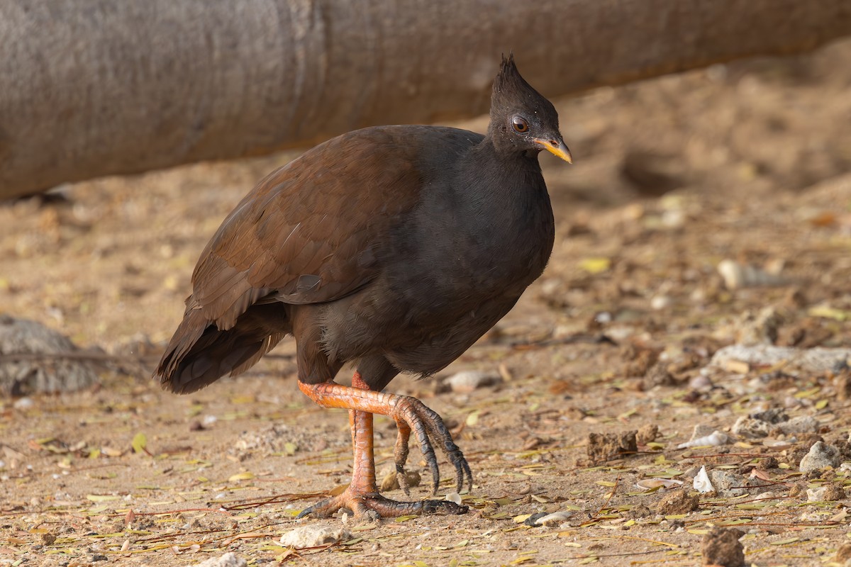 Orange-footed Megapode - ML642006067